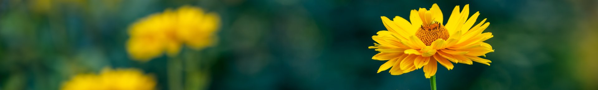 Radiation Skin Relief kit